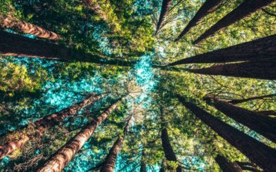 Comment intégrer le développement durable aux entreprises ?