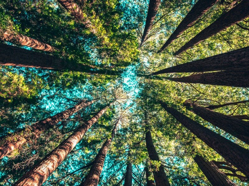Comment intégrer le développement durable aux entreprises ?