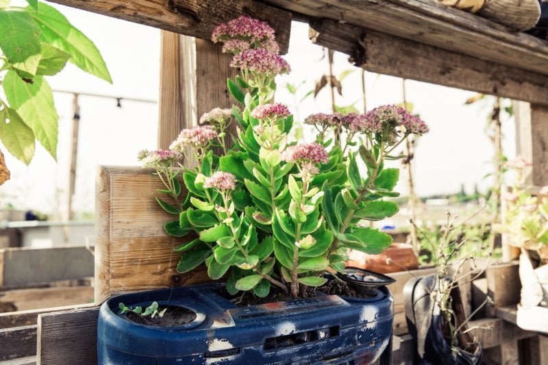 avantages potager urbain entreprise