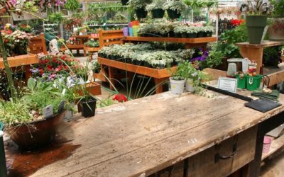 La biophilie au service de l’amélioration de vos espaces de travail