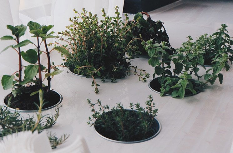 Le potager d'intérieur est aussi un levier de créativité au sein de votre entreprise.
