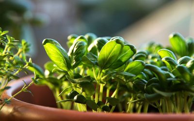10 idées pour un beau potager d’intérieur !
