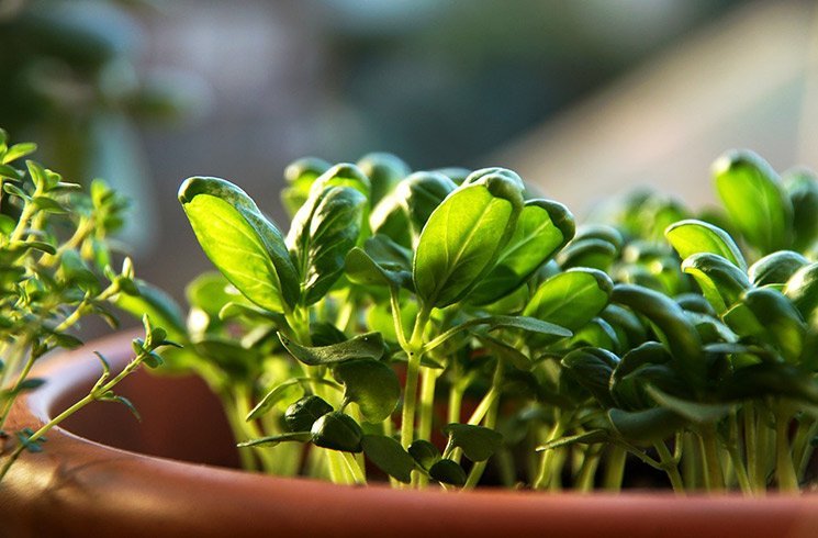 Découvrez les webinaires Corporate Garden qui peuvent vous aider à réussir votre potager d'intérieur !