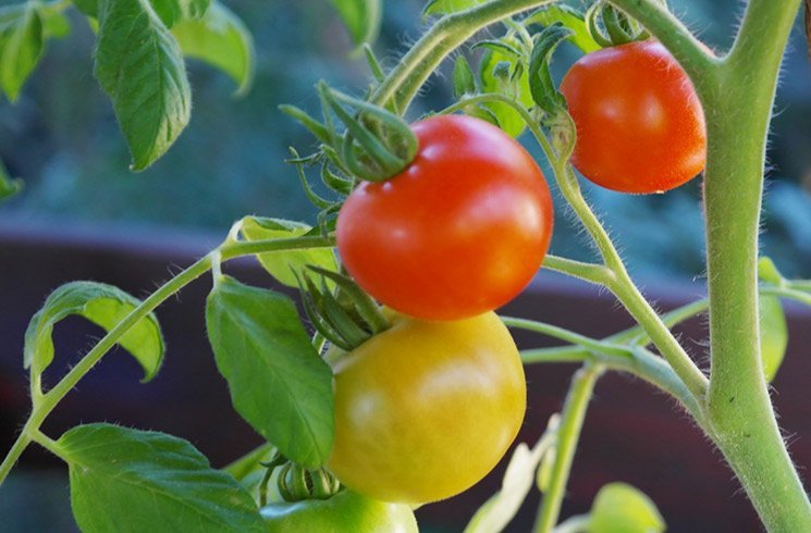 Pourquoi votre entreprise devrait-elle se lancer dans un projet de potager d'intérieur ?