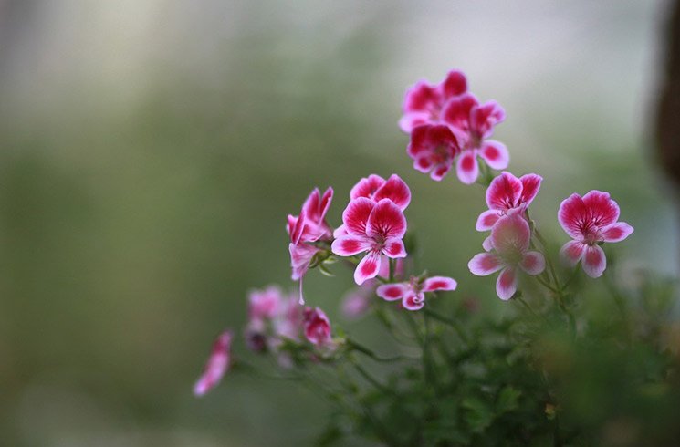 Un jardin d'entreprise qui respecte la biodiversité est aussi un espace de préservation des espèces endémiques.