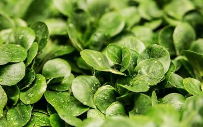 Comment faire un potager dans son espace de travail ?