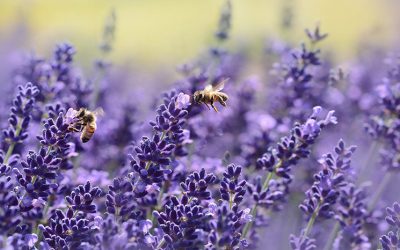 Biodiversité et entreprise : quels liens ?