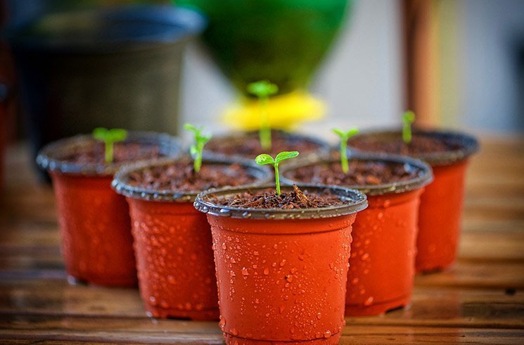 Bonheur au travail, augmentation de l'efficacité... les raisons d'adopter un jardin d'entreprise sont nombreuses.