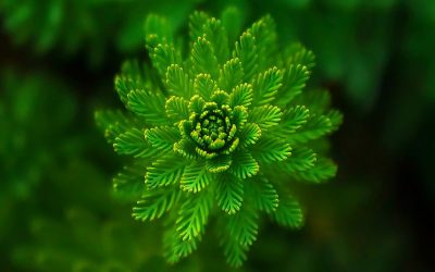 Que cultiver ou planter dans un jardin d’entreprise ?