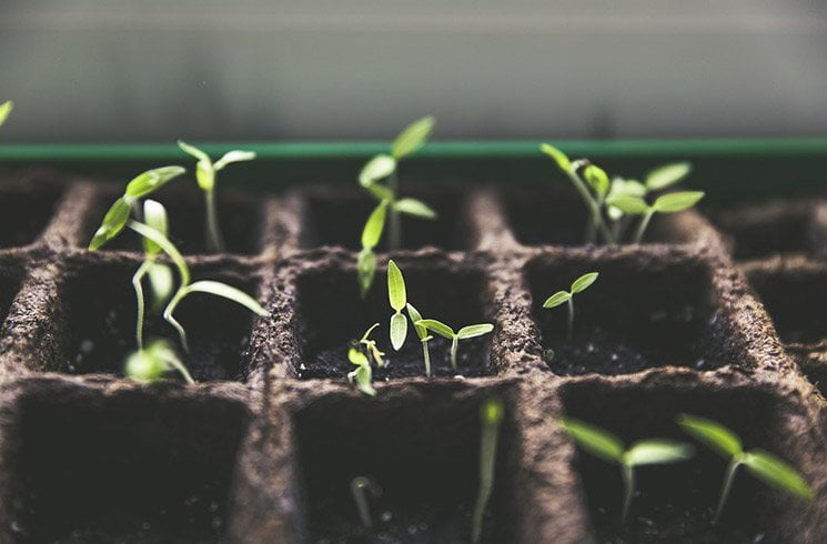 Dans votre jardin d'entreprise d'intérieur, plantes et potager en pot dévoilent le miracle de la vie.