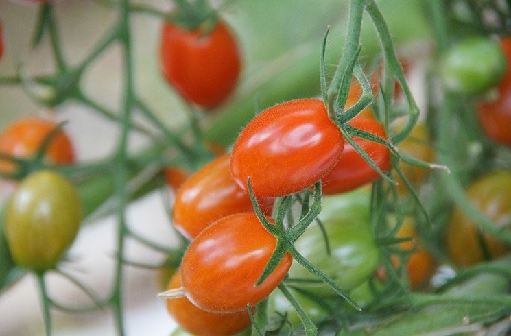 Cultiver vos légumes d'entreprise grâce à l'aquaponie ? C'est possible, et même souhaitable pour vos employés.