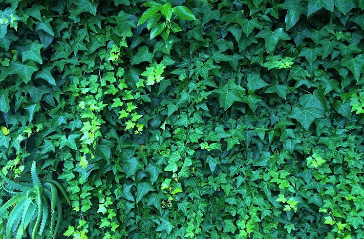 Le lierre fait partie des plantes les plus vigoureuses et faciles à cultiver pour votre jardin d'intérieur.