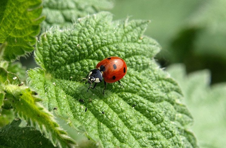 Permaculture et biodiversité riment avec jardin d'intérieur bien rentabilisé !