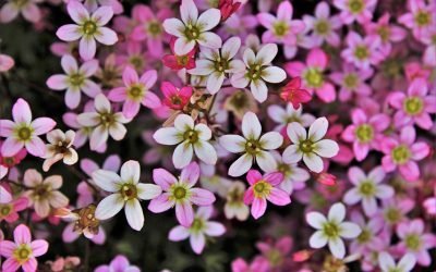 Comment créer un jardin d’intérieur pas cher ?