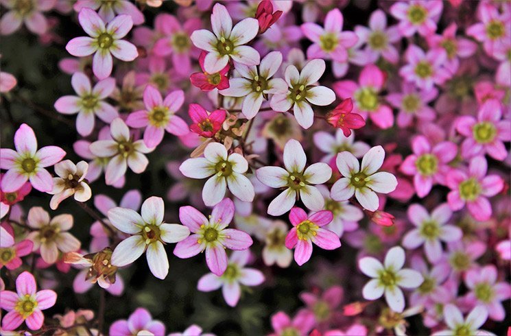 Les petites fleurs font parfois les plus beaux jardins d'intérieur !