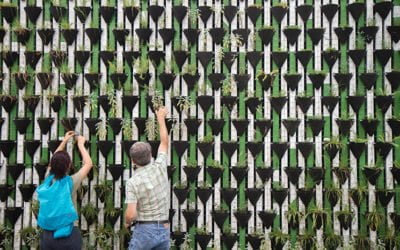 Créez votre potager d’entreprise avec Corporate Garden