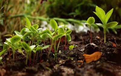 Vegetal@work : Vite, un potager de fonction !