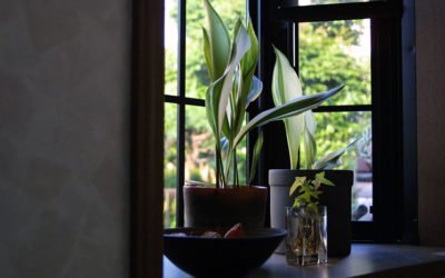 10 plantes de bureau sans entretien