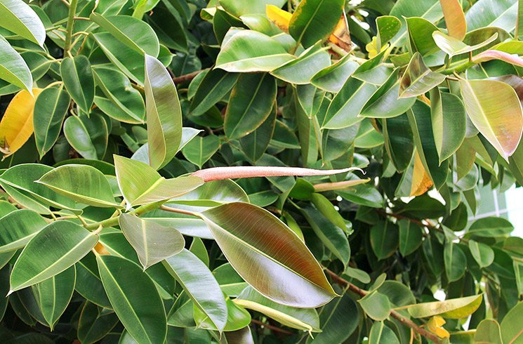 A la recherche d'une plante de bureau facile d'entretien ? Les ficus sont vos amis.