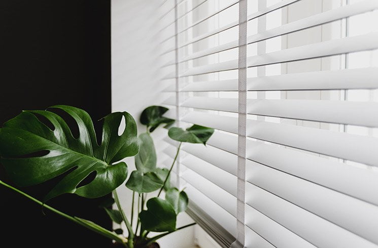 Le philodendron, plante de bureau tropicale