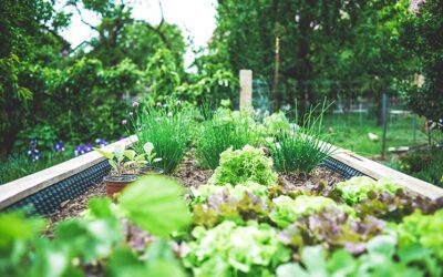 Le Jardin Thérapeutique : objectifs et particularités