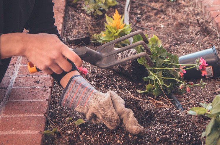 Des personnes jardinent dans un potager de la collectivité.