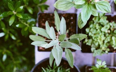 Quel Potager d’Intérieur Choisir ? Notre TOP 6 !