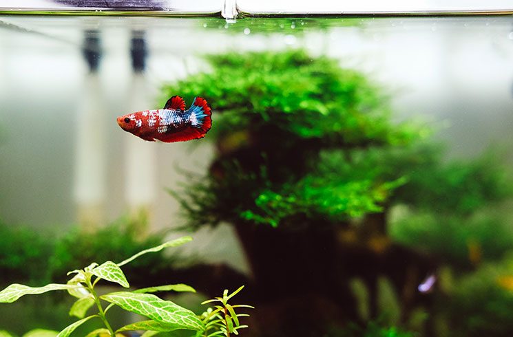 Poisson rouge dans un aquarium avec des plantes.